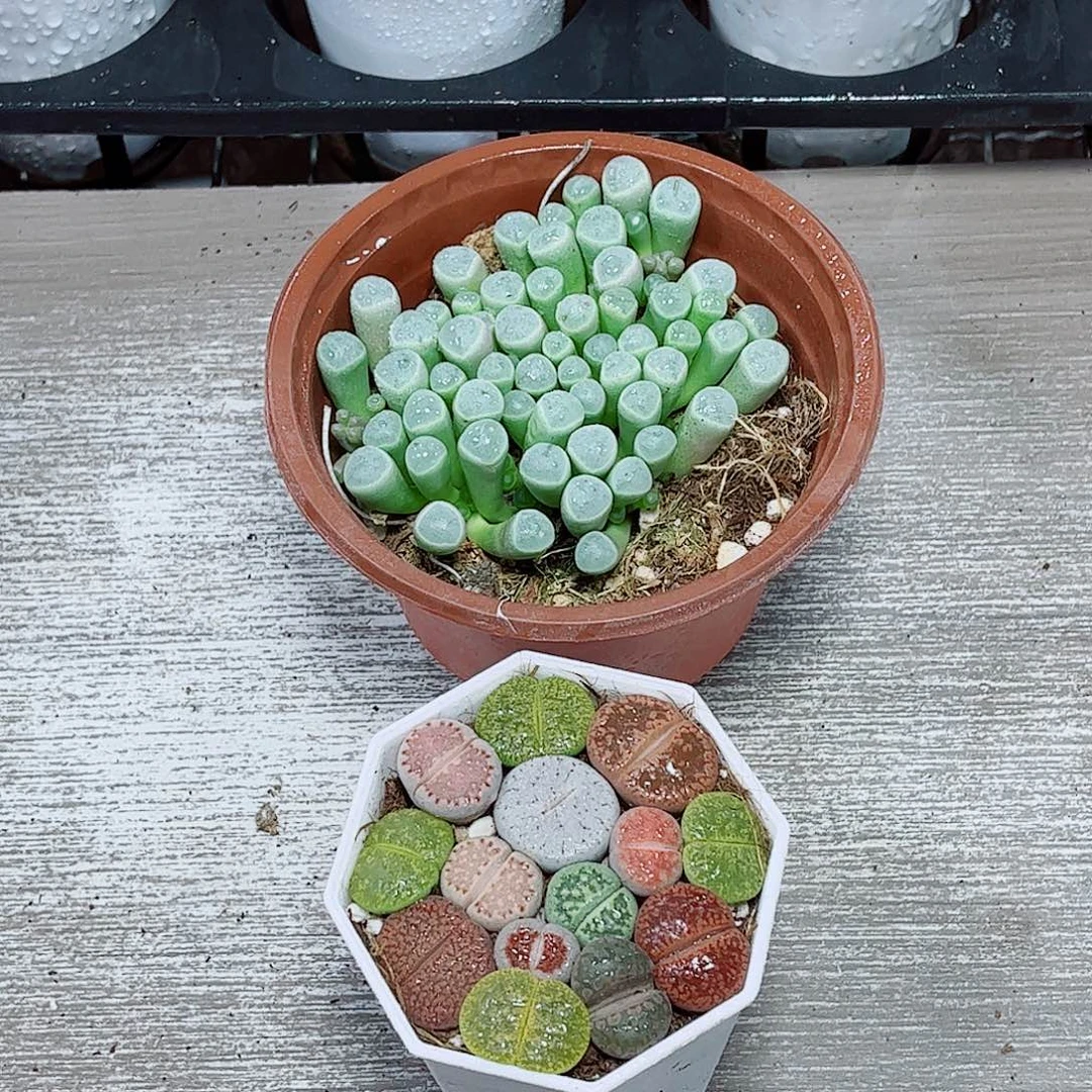 生石花五十一勿一拍