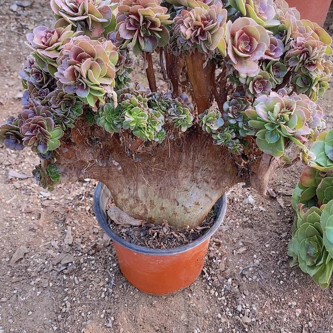 316 号一物一拍多肉植物