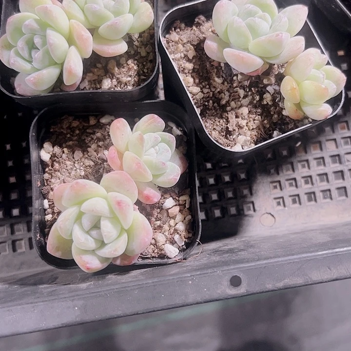 奶油冰玉精品多肉植物