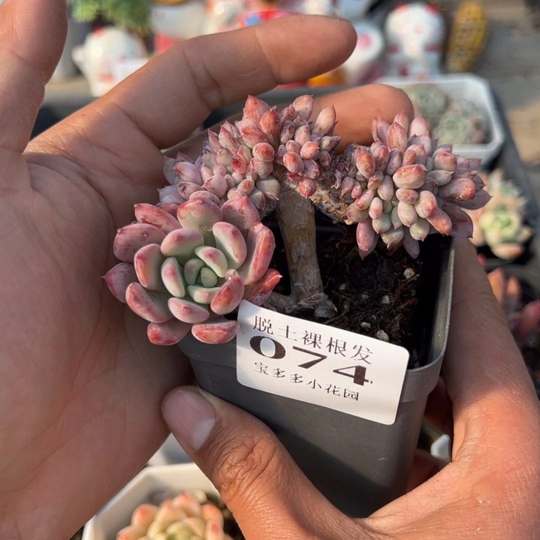 粉珍妮缀化多肉满28包邮脱土发