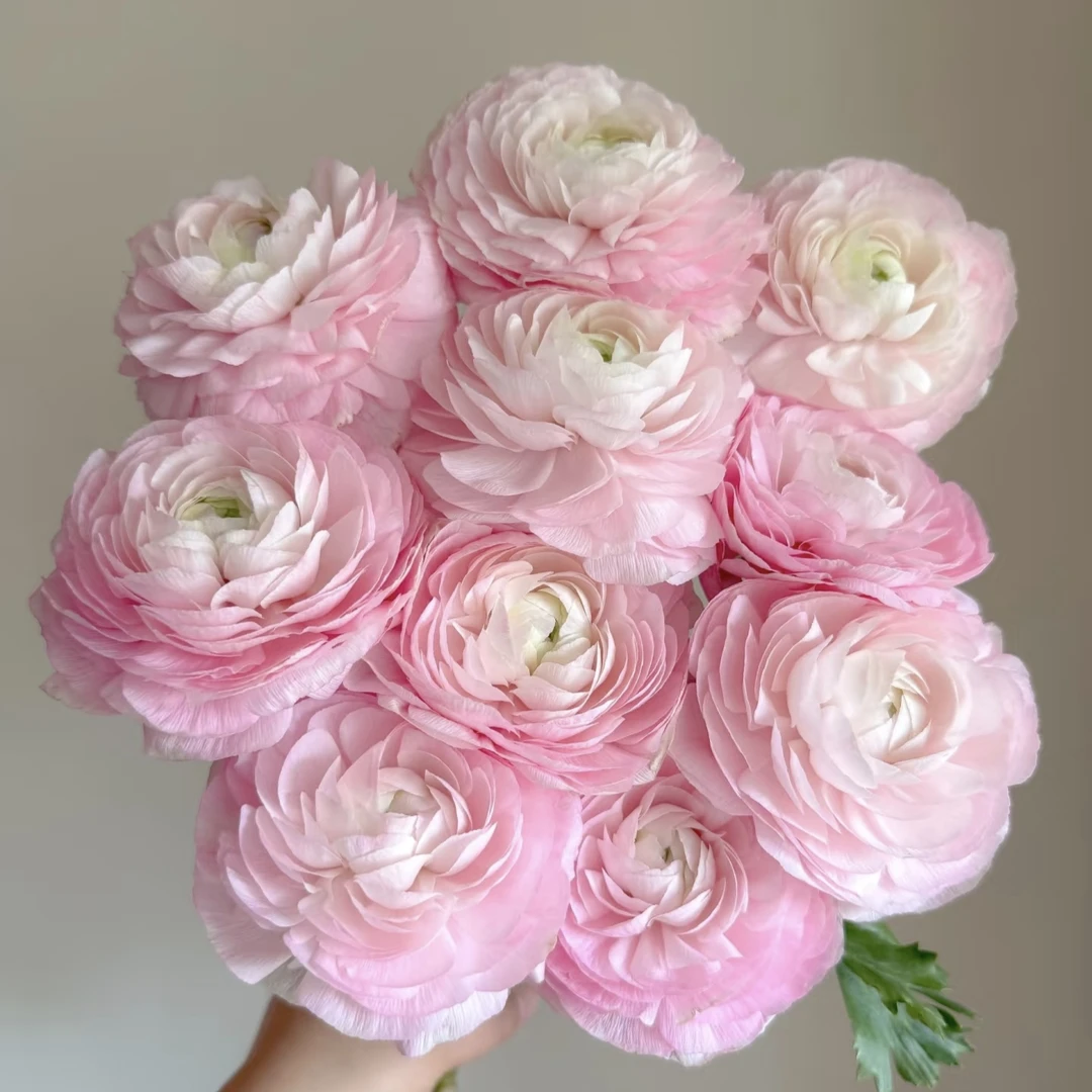 【超级洋牡丹白粉色5枝】1单中通2单顺丰云南鲜花水培春节氛围