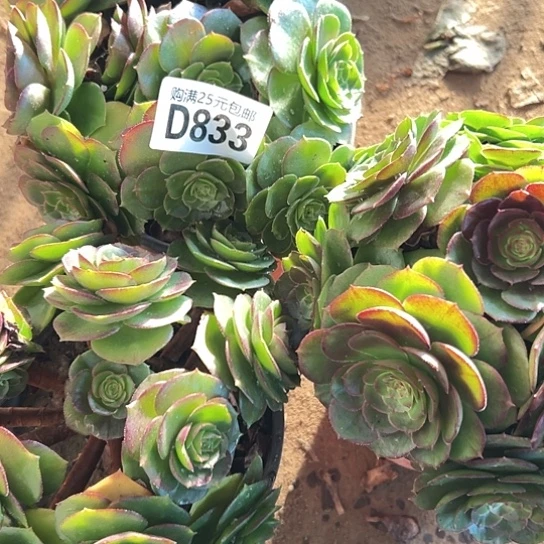 陈****5多肉植物三个