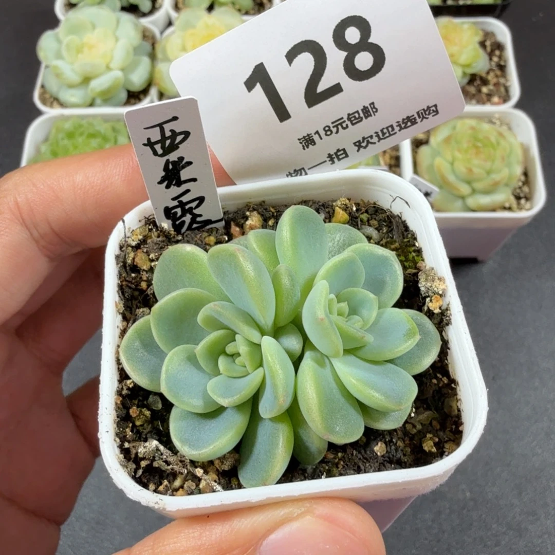 双头西米露一物一拍128