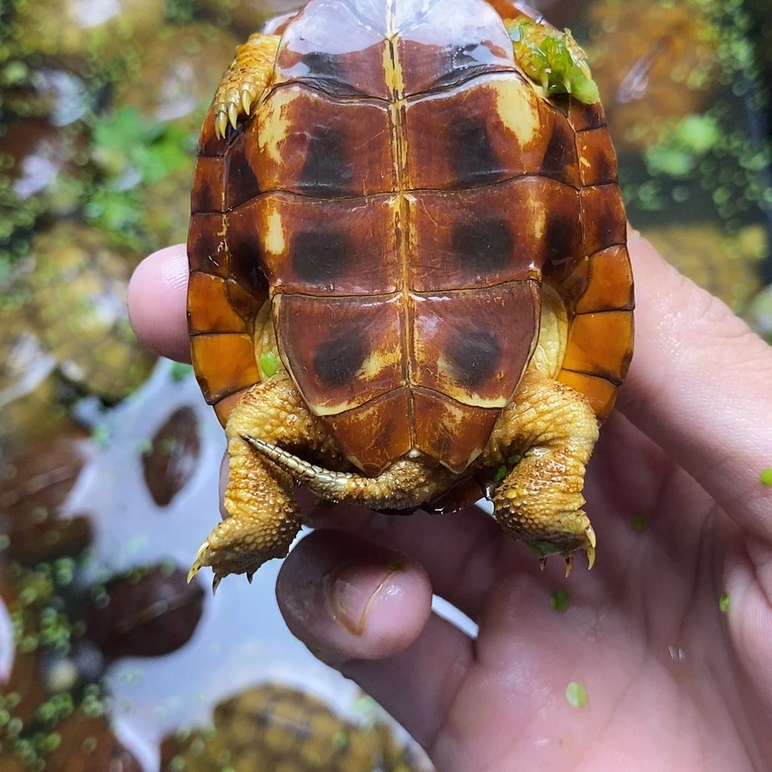 不分公母绿毛龟困***睡