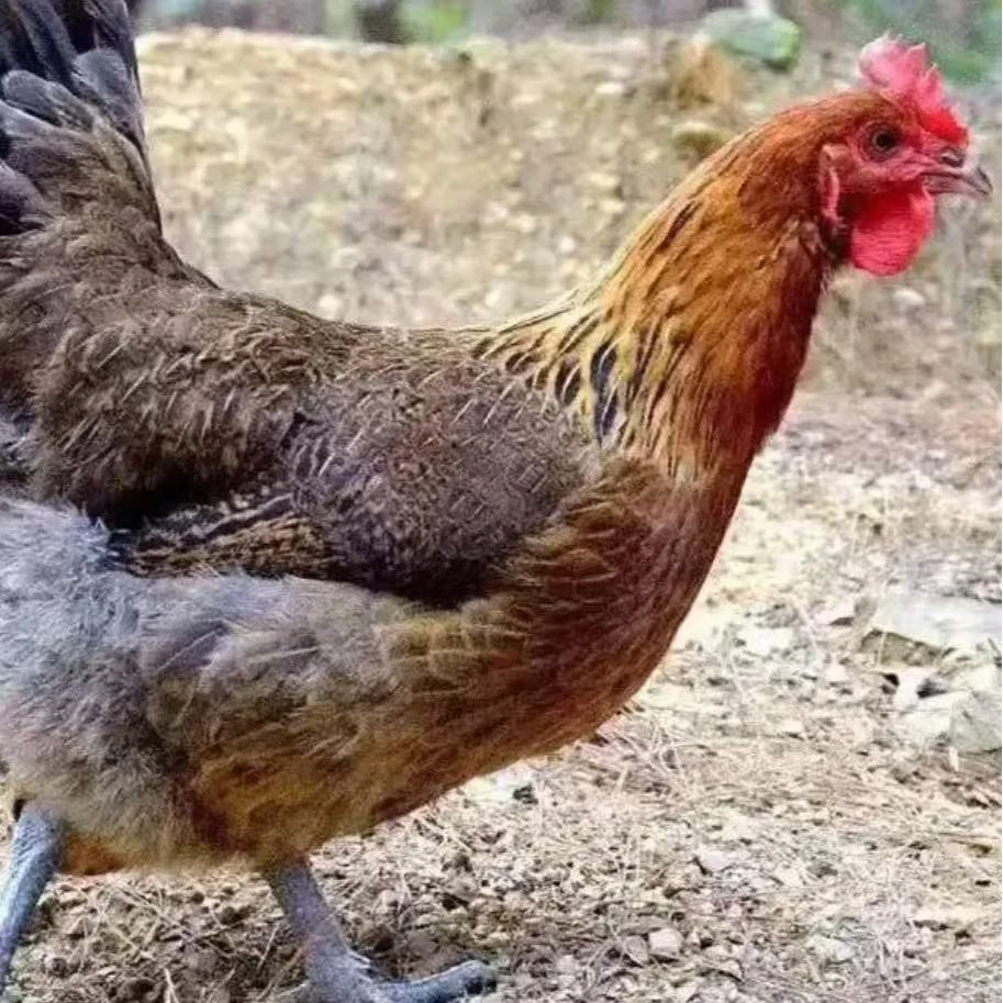 【基地直发】半斤黑脚土鸡农家散养鸡肉质鲜美