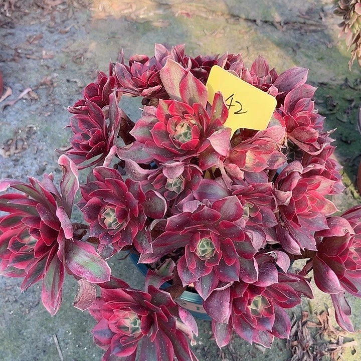 42一颗妖月法师多肉