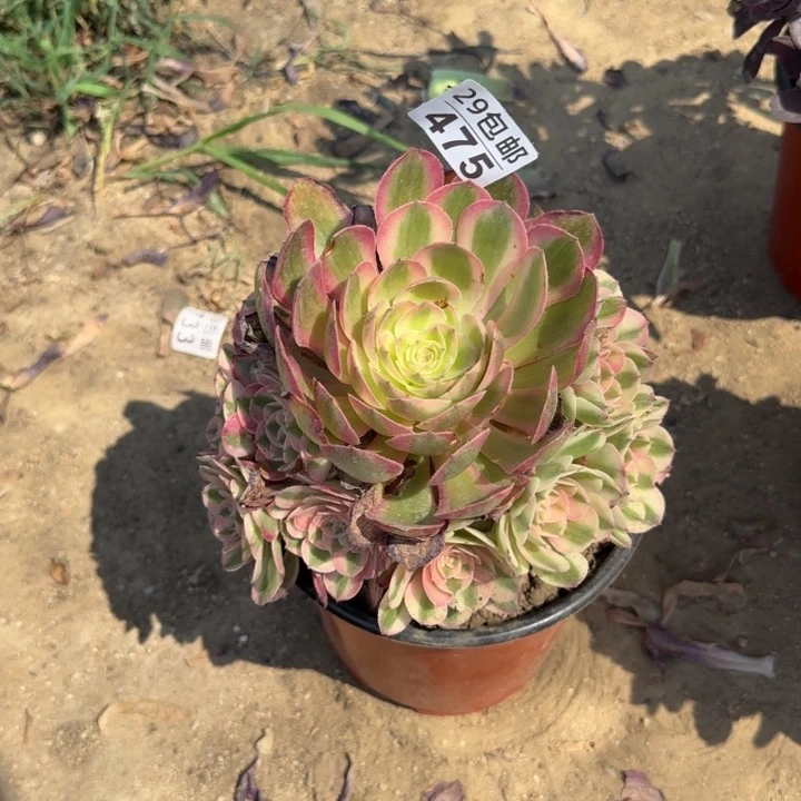 倾城……多肉植物……