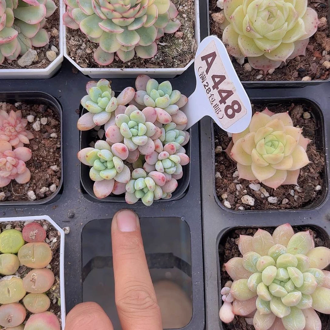 A448洛奇一物一拍