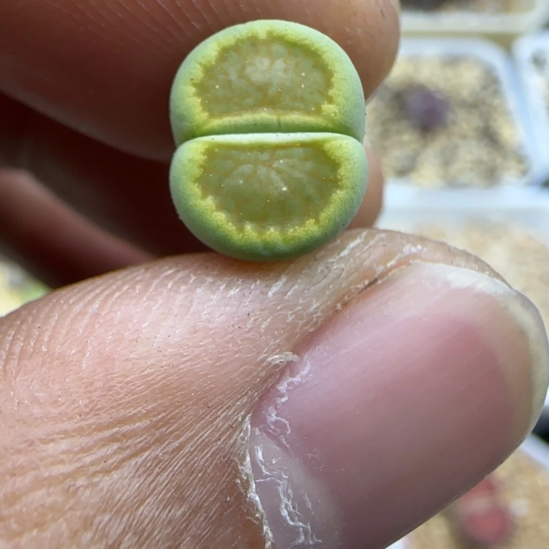 236 生石花大棚直播