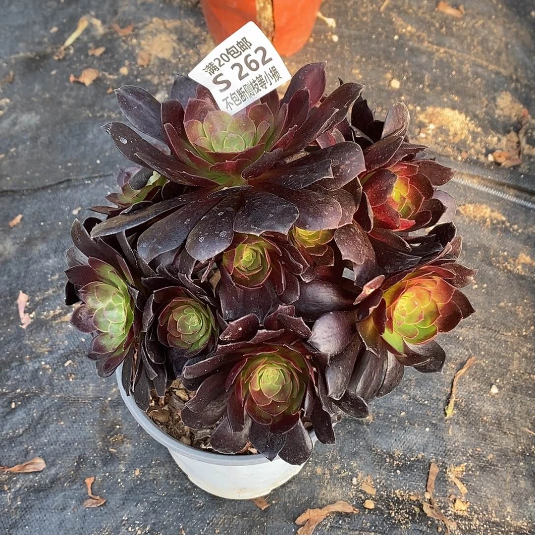 262黑骑士多肉法师锦