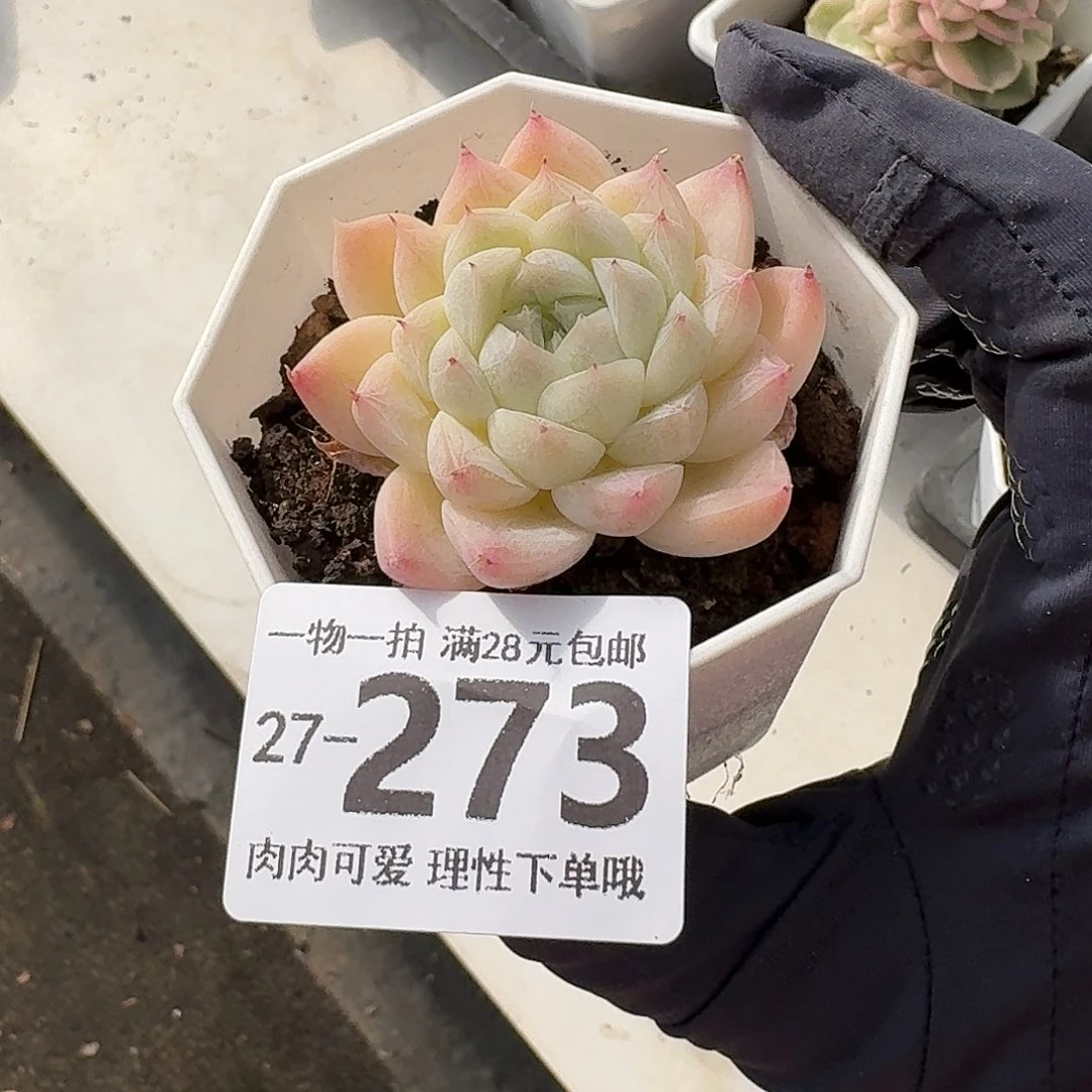 白卡无盆土发货无盆