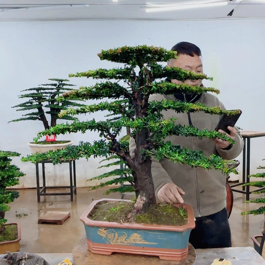 无花朵盆景园林……