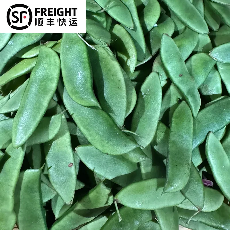 新鲜带壳白玉豆上饶特产农家蔬菜京豆现摘现发顺丰包邮