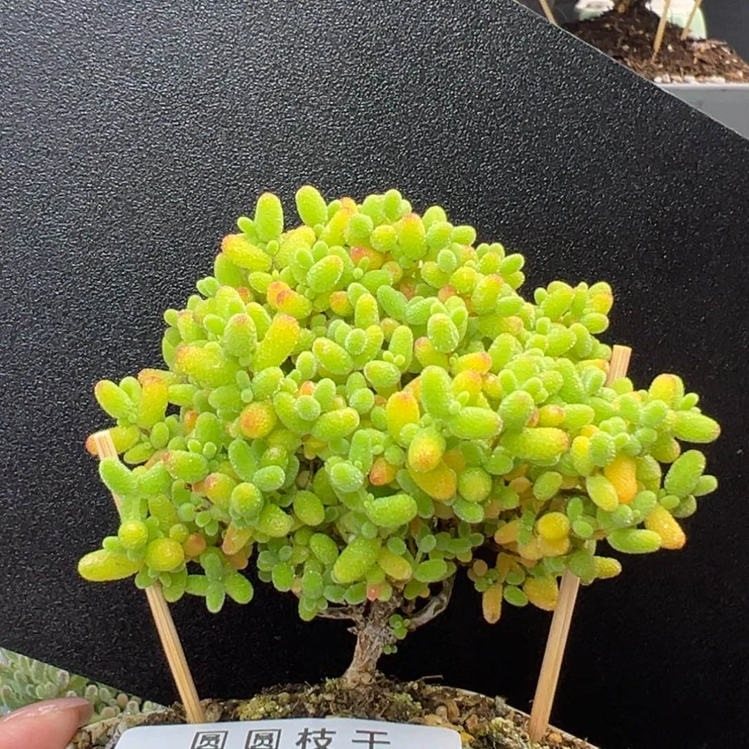 dy5389小老桩蜜橘糖球冠幅6.5cm