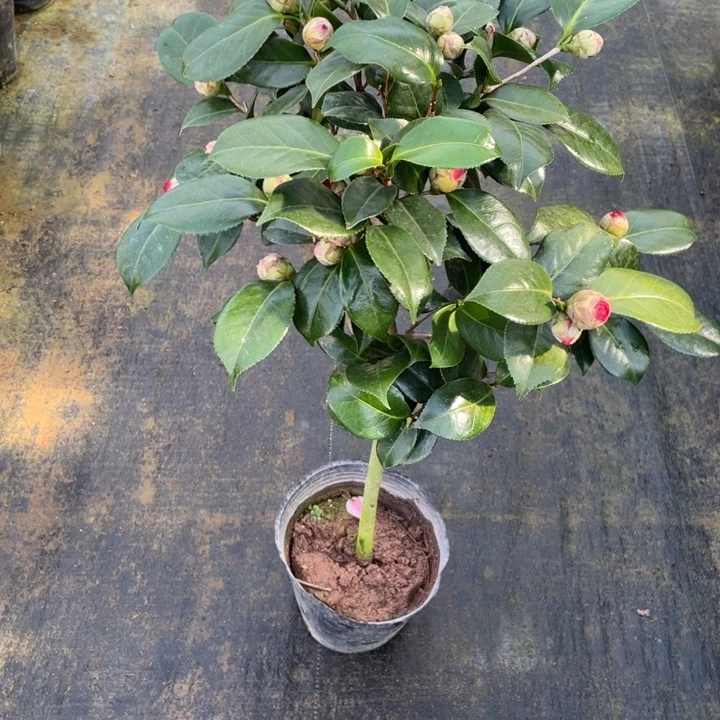 完全开放茶花火瀑布