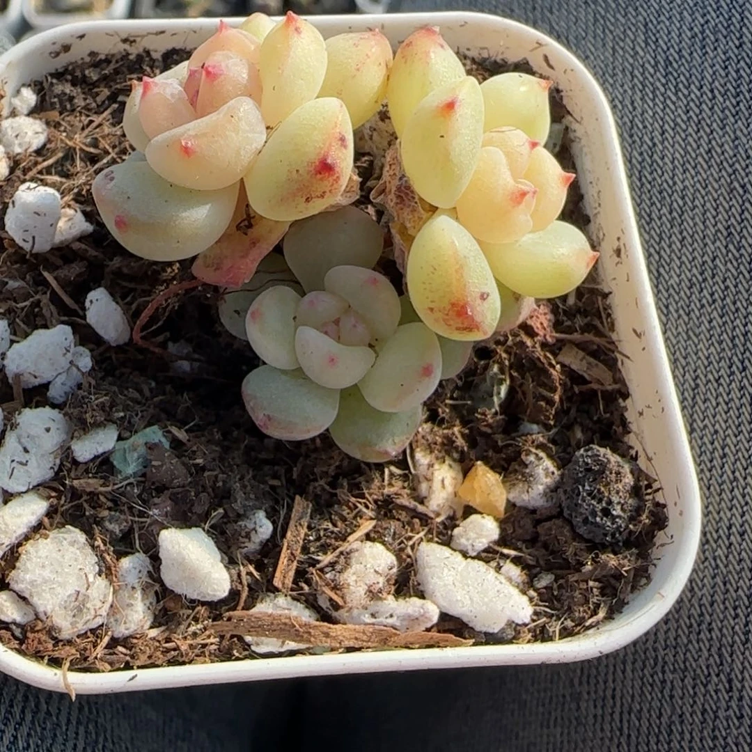 多肉小卡拉米糖心一物一拍