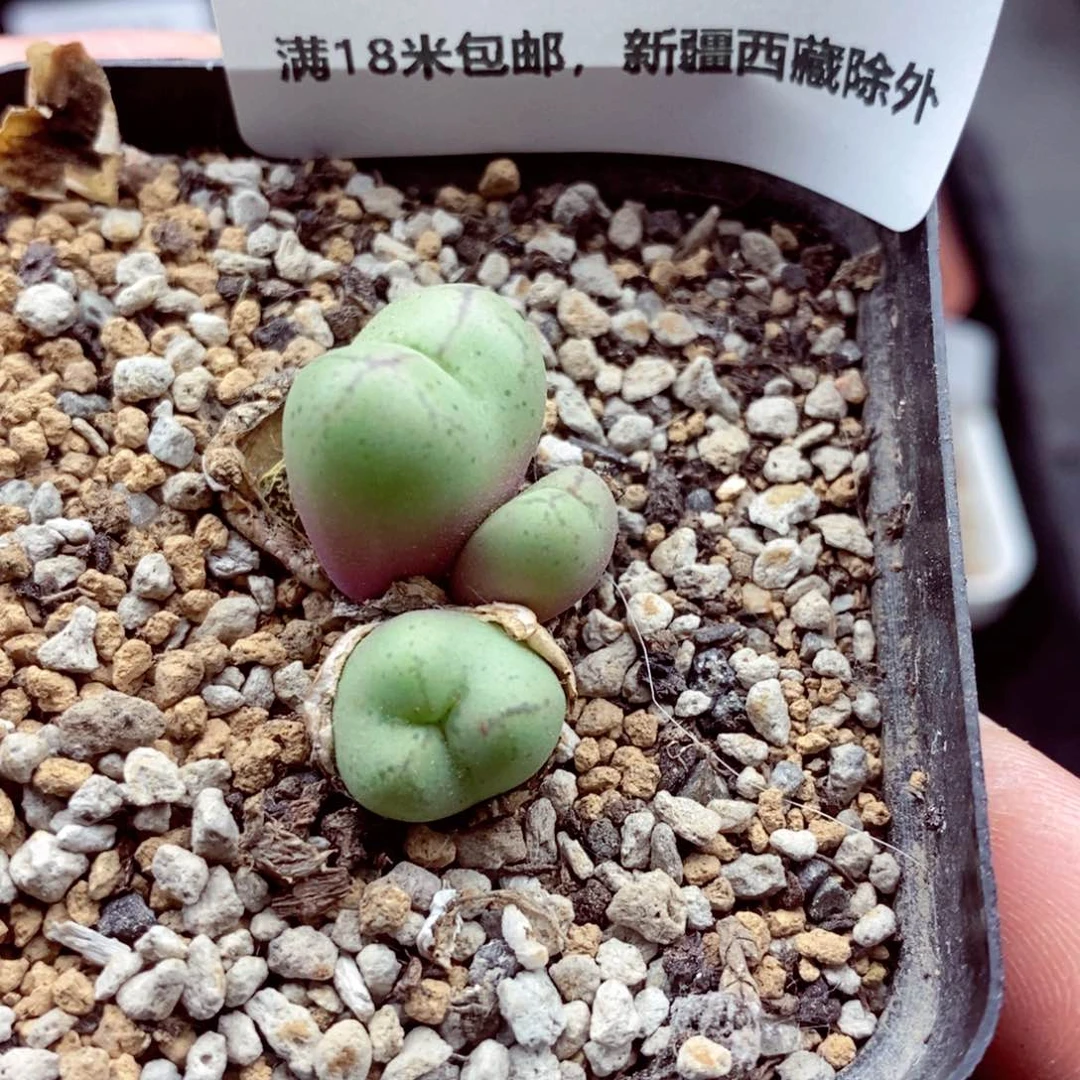 我的小姐姐们都是我6822