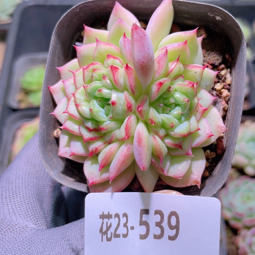 花利美23-539薄荷冰沙