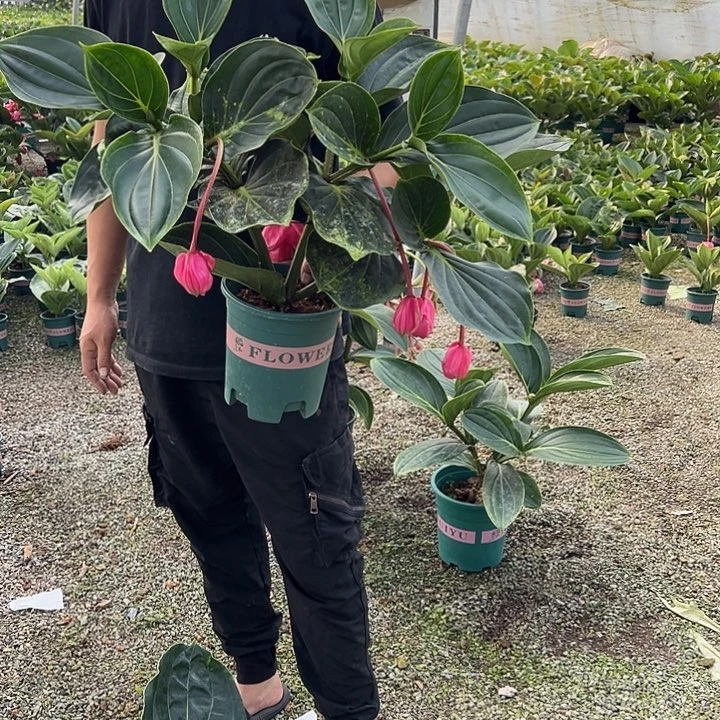 李***秋无花朵荷兰进口宝莲灯