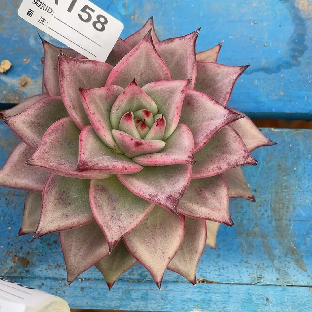 若如东云单拍A158