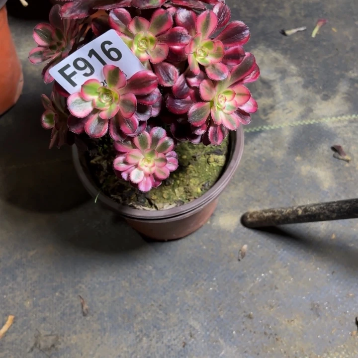 瑞妈，，。。。。916。香，