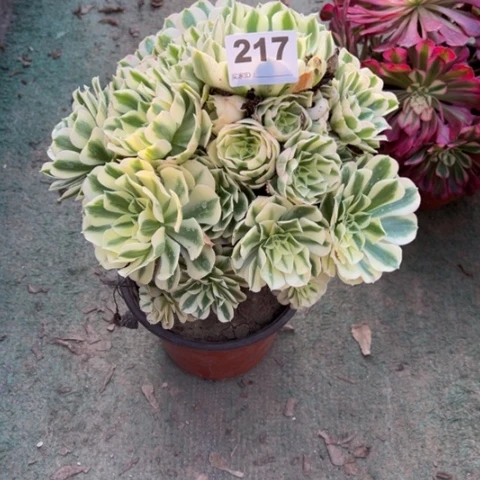 217迈巴赫手捧多肉，