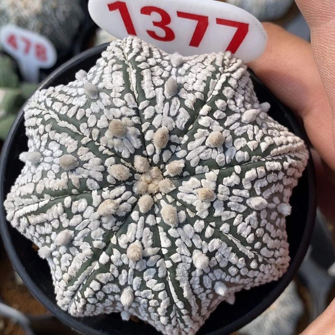 1377福利特价来了来啦