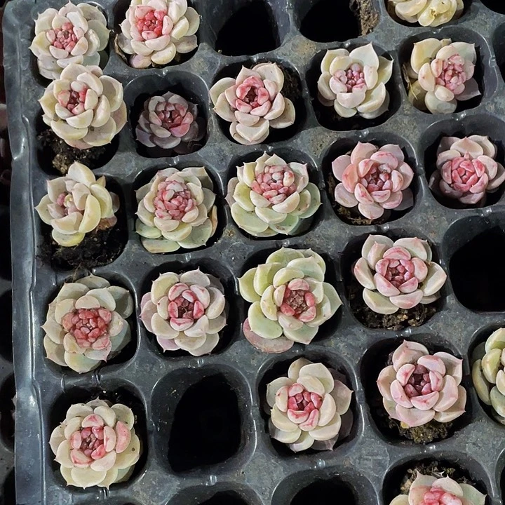 小天鹅绒1元带土发