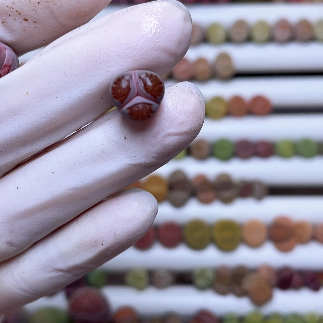 梁*222号 紫菊奔奔……