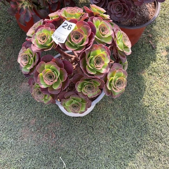 多肉魅金玫瑰朵朵726