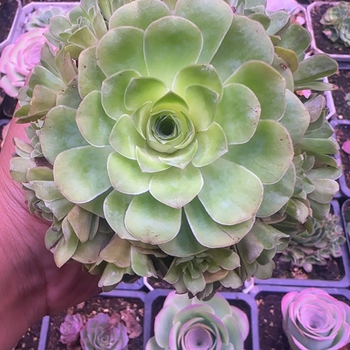 捧花8厘米捧花1113434342757575