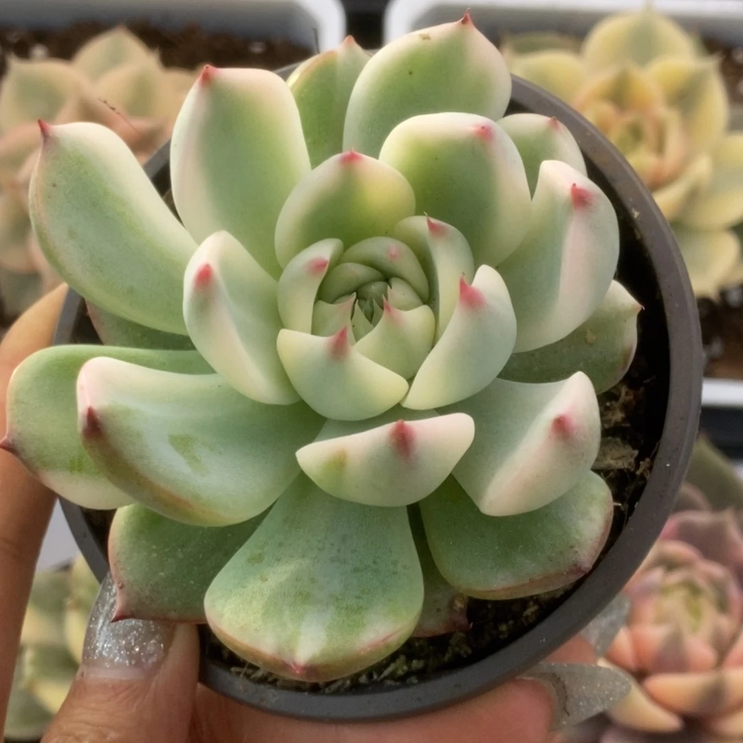 211锦锦锦锦锦锦锦