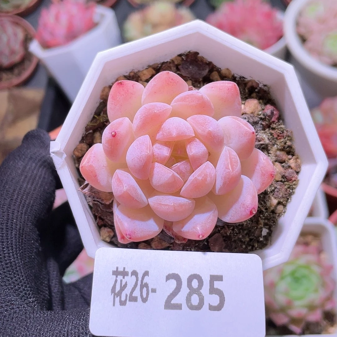 花利美26-285明月心
