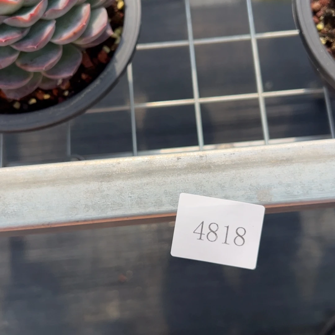 往****✺4818肉肉肉肉肉肉肉