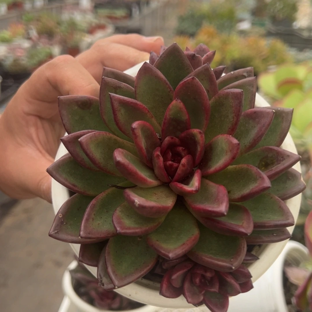 丰沛玫瑰大单头带仔