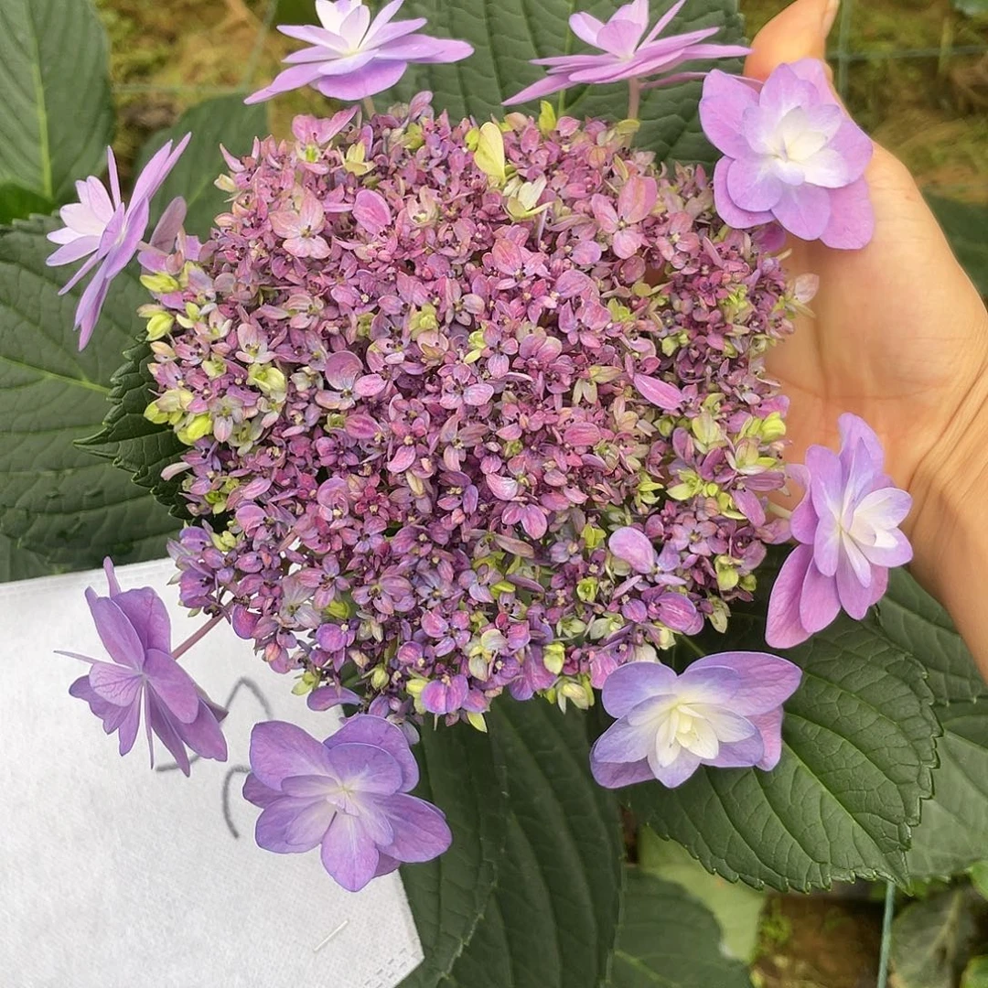 绣球切花一物一拍3枝起包邮，25