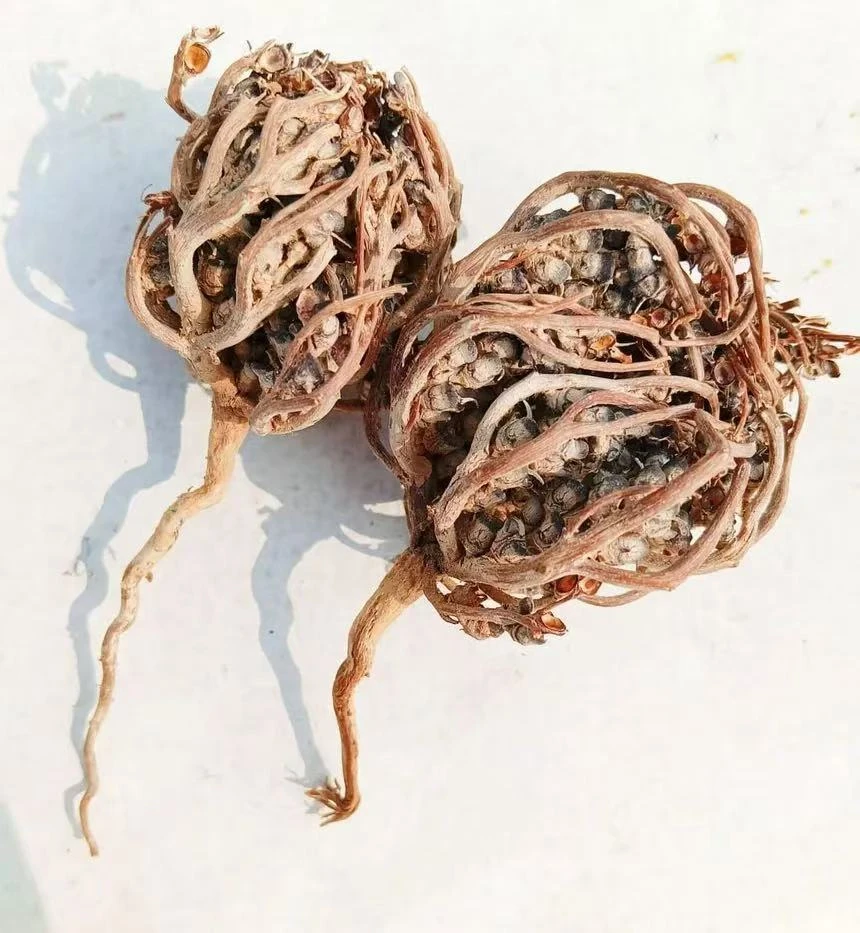 kaf maryam qay 茶叶 ，泡茶喝原装正品