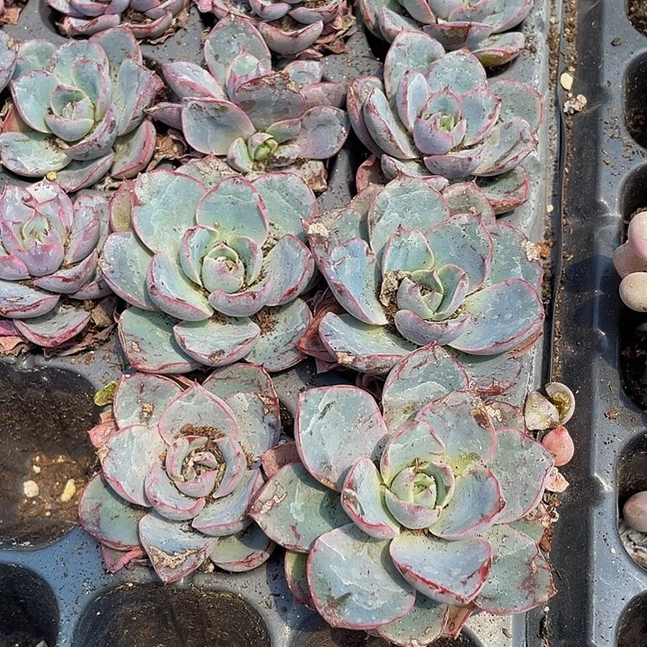 小赫拉1元带土发