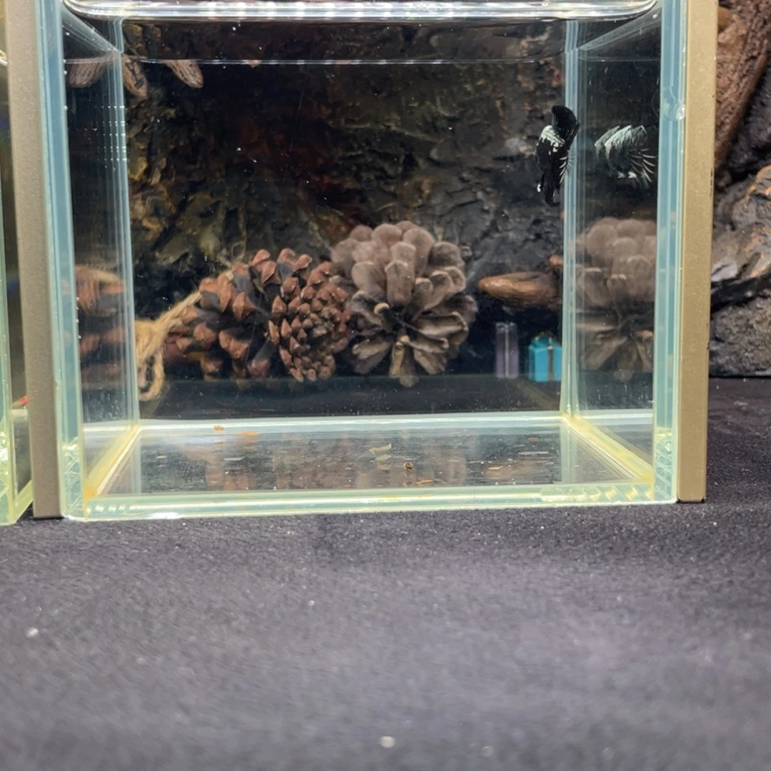 斗鱼十二月十九日竞价