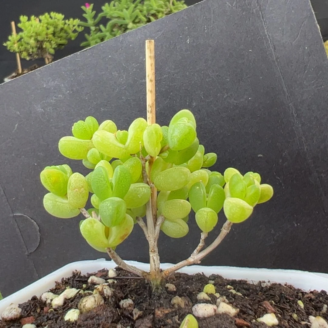 【闪购商品】dy2513小老桩元宝冠幅5.5cm