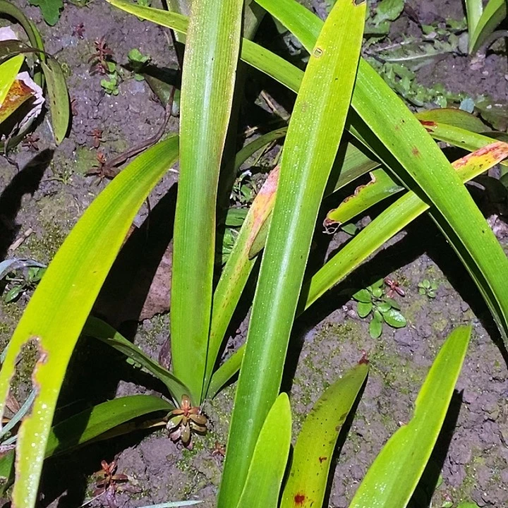 杂交球3厘米5颗朱顶红