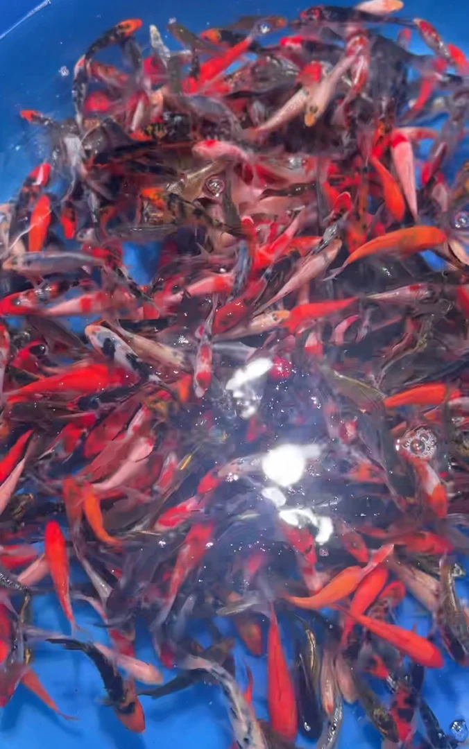 好养好活冷水淡水观赏鱼兰花草金鱼新手练手鱼