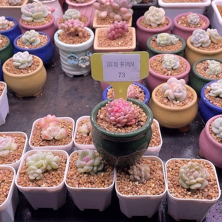 滨哥多肉M73星星橙缀化福利