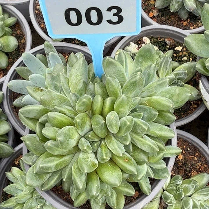奶豆一物一拍003.