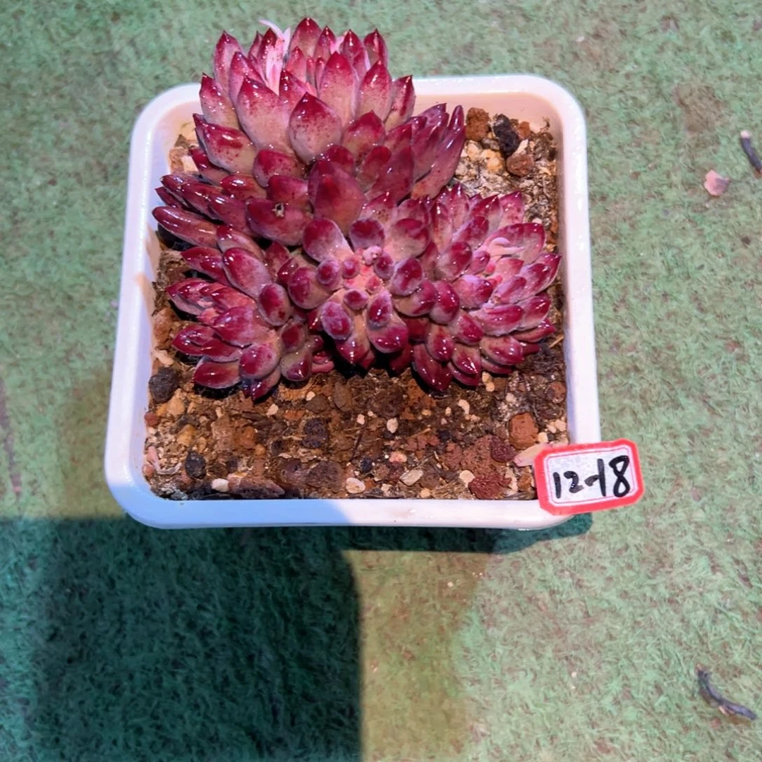 一**酒精品多肉植物老桩