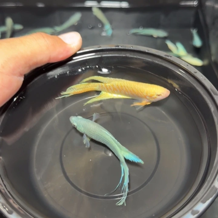 斗鱼直播间对图库存59
