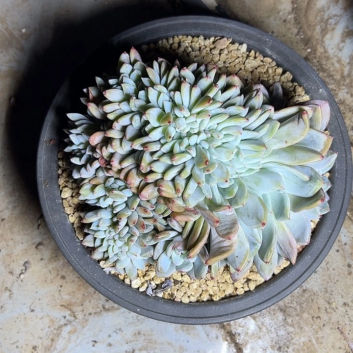 叶插梦露群生缀化多肉