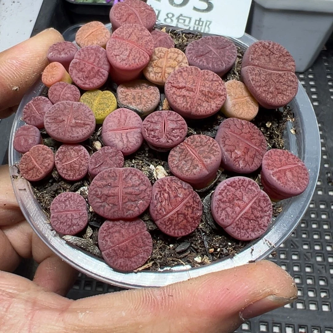 【闪购商品】 103。