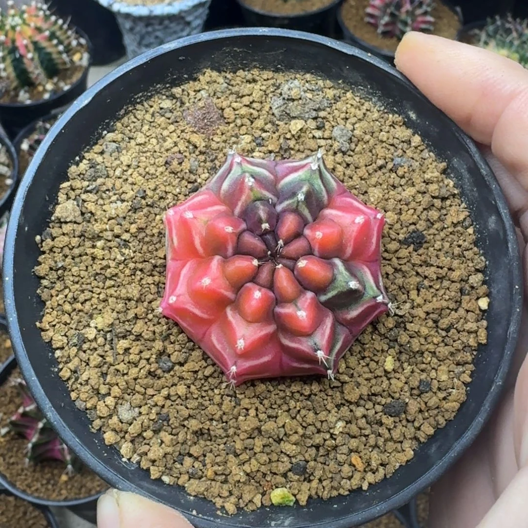 无花朵梦想锦实生