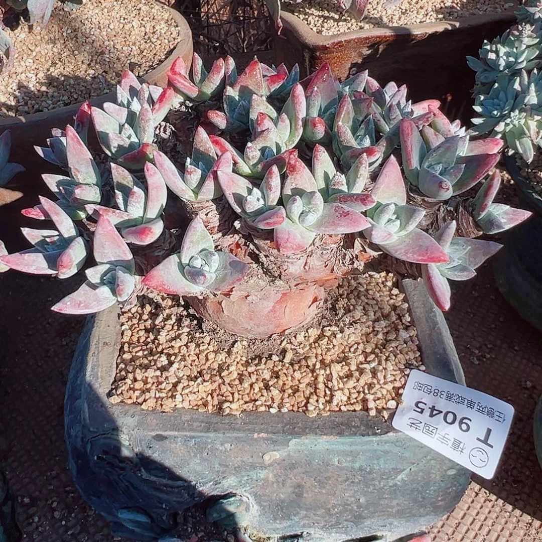 W***y9045白姆仙女杯多肉